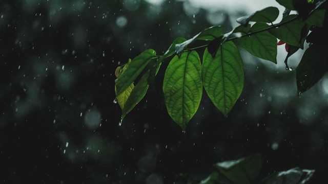 Photo of a tree branch with vibrant green leaves catching the falling rain.